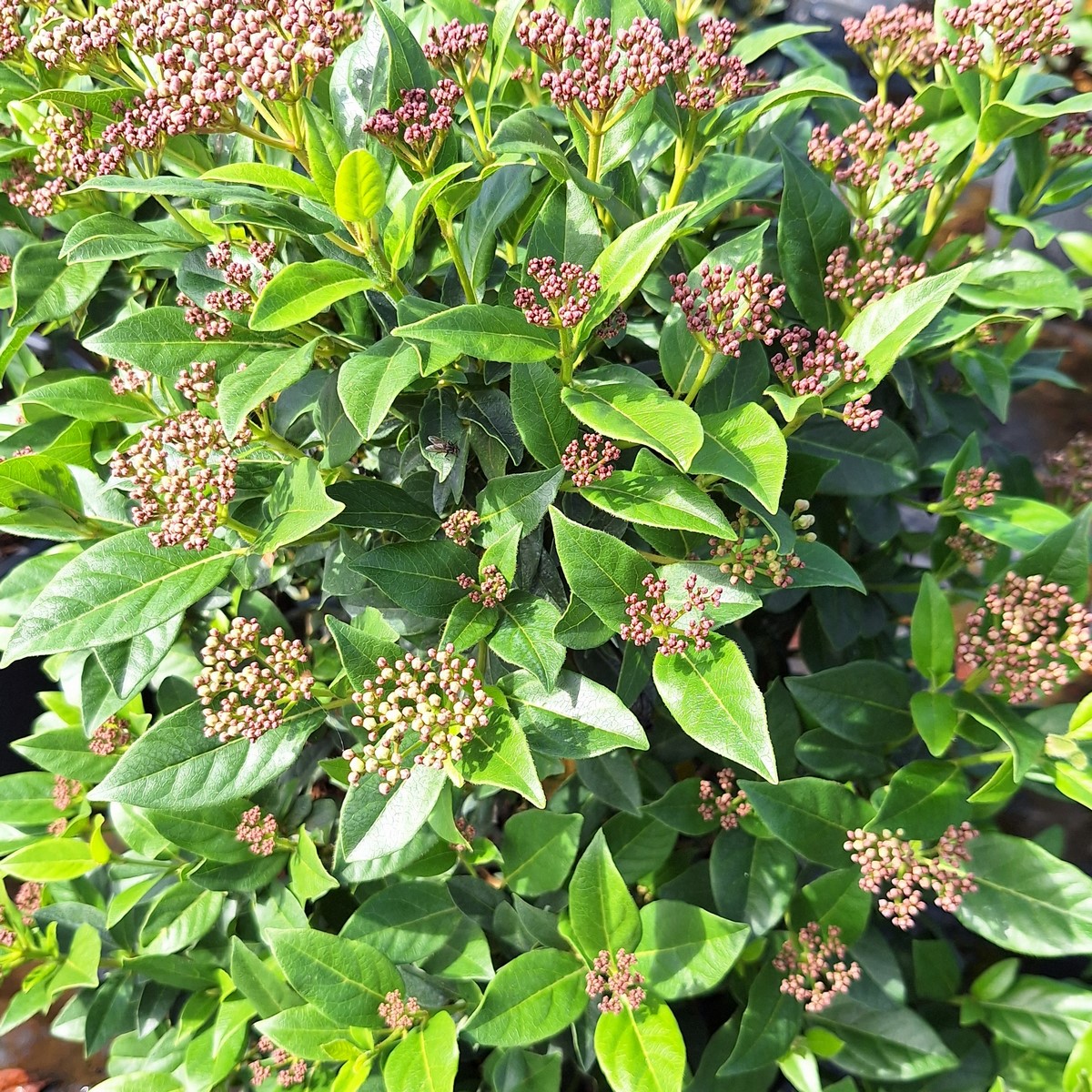 VIBURNUM TINUS (2)