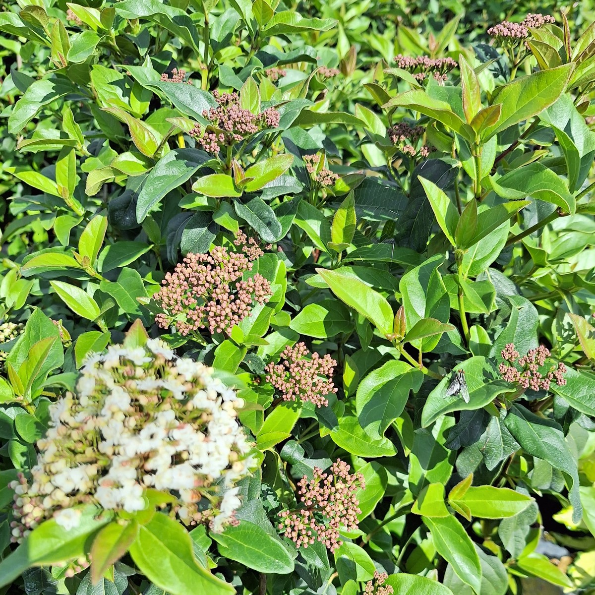 VIBURNUM TINUS PURPUREUM