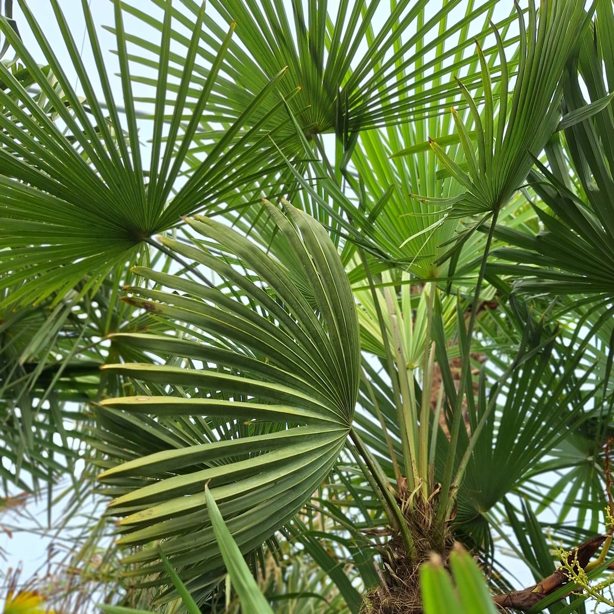 CHAMAEROPS EXCELSA