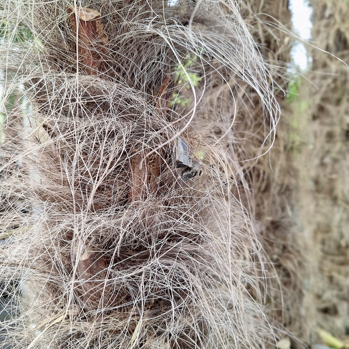 CHAMAEROPS EXCELSA (4)