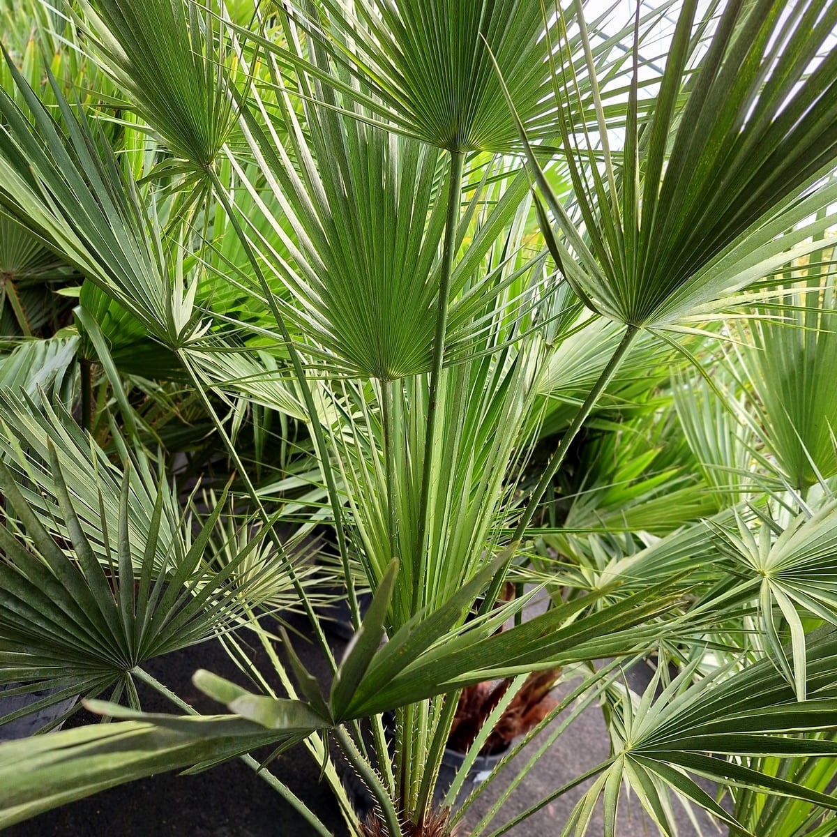 CHAMAEROPS HUMILIS