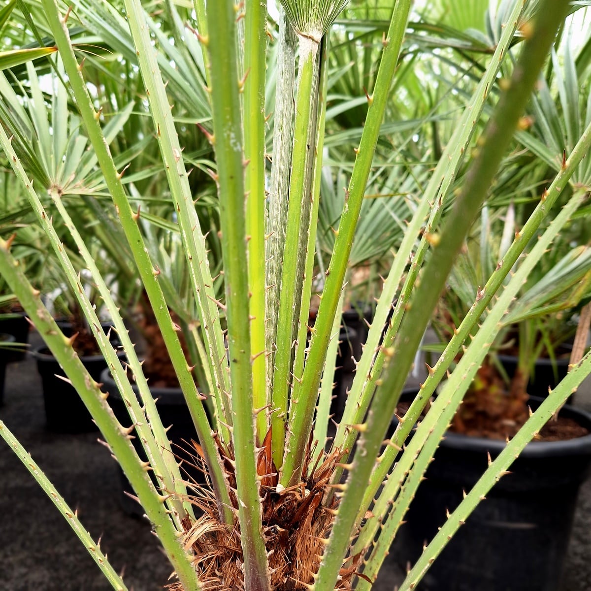 CHAMAEROPS HUMILIS (3)