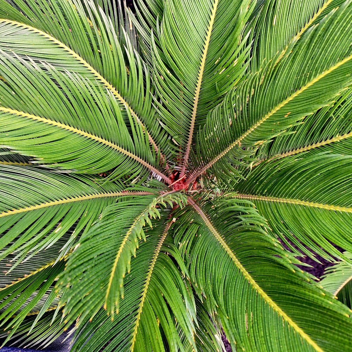 CYCAS REVOLUTA (3)
