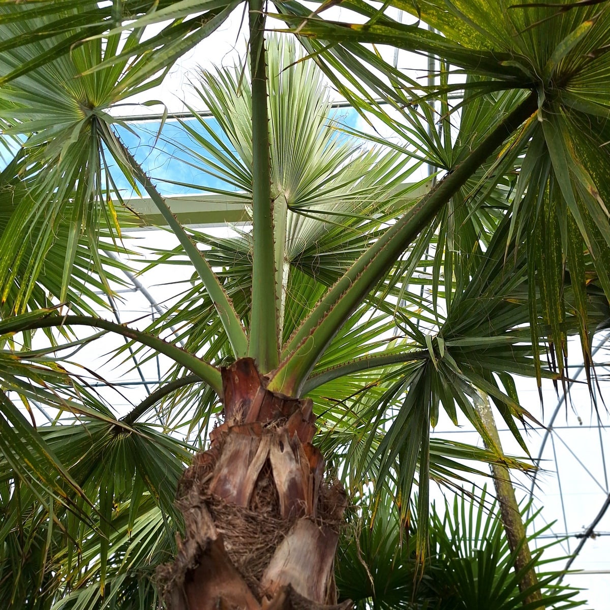 WASHINGTONIA ROBUSTA (4)