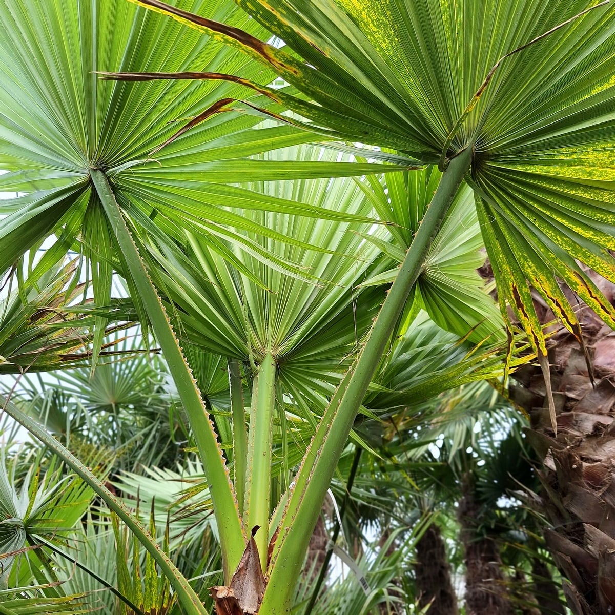 WASHINGTONIA ROBUSTA