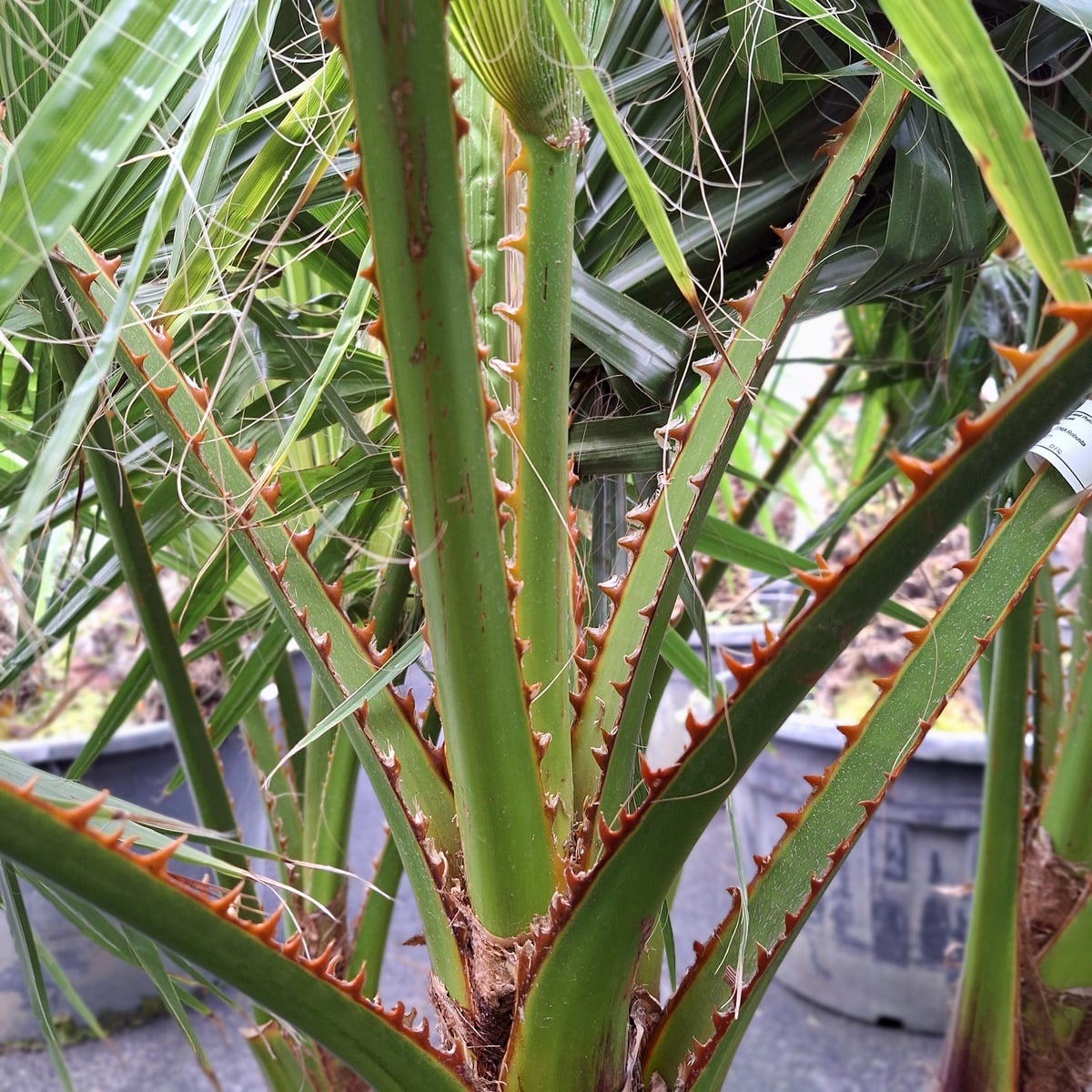 WASHINGTONIA ROBUSTA (2)