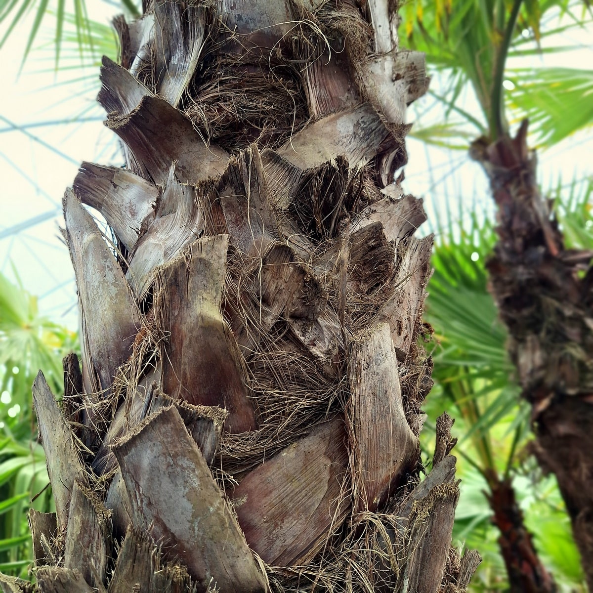 WASHINGTONIA ROBUSTA (3)