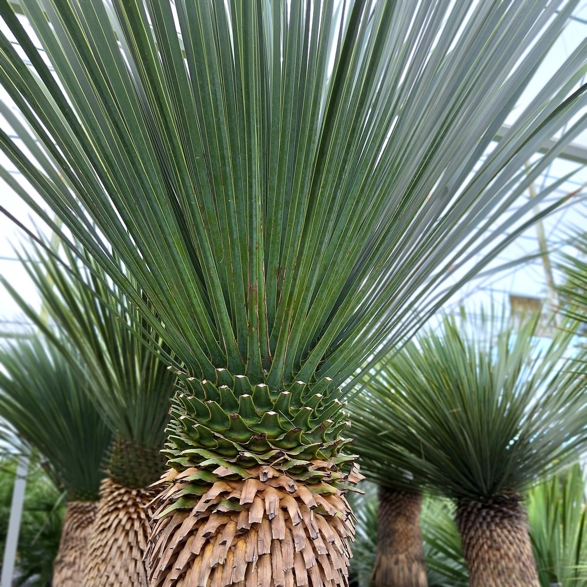 YUCCA ROSTRATA (2)
