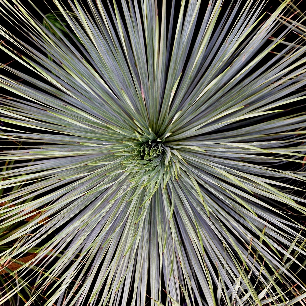 YUCCA ROSTRATA (3)