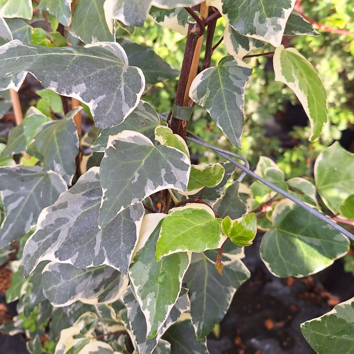 HEDERA GLOIRE DE MARENGO