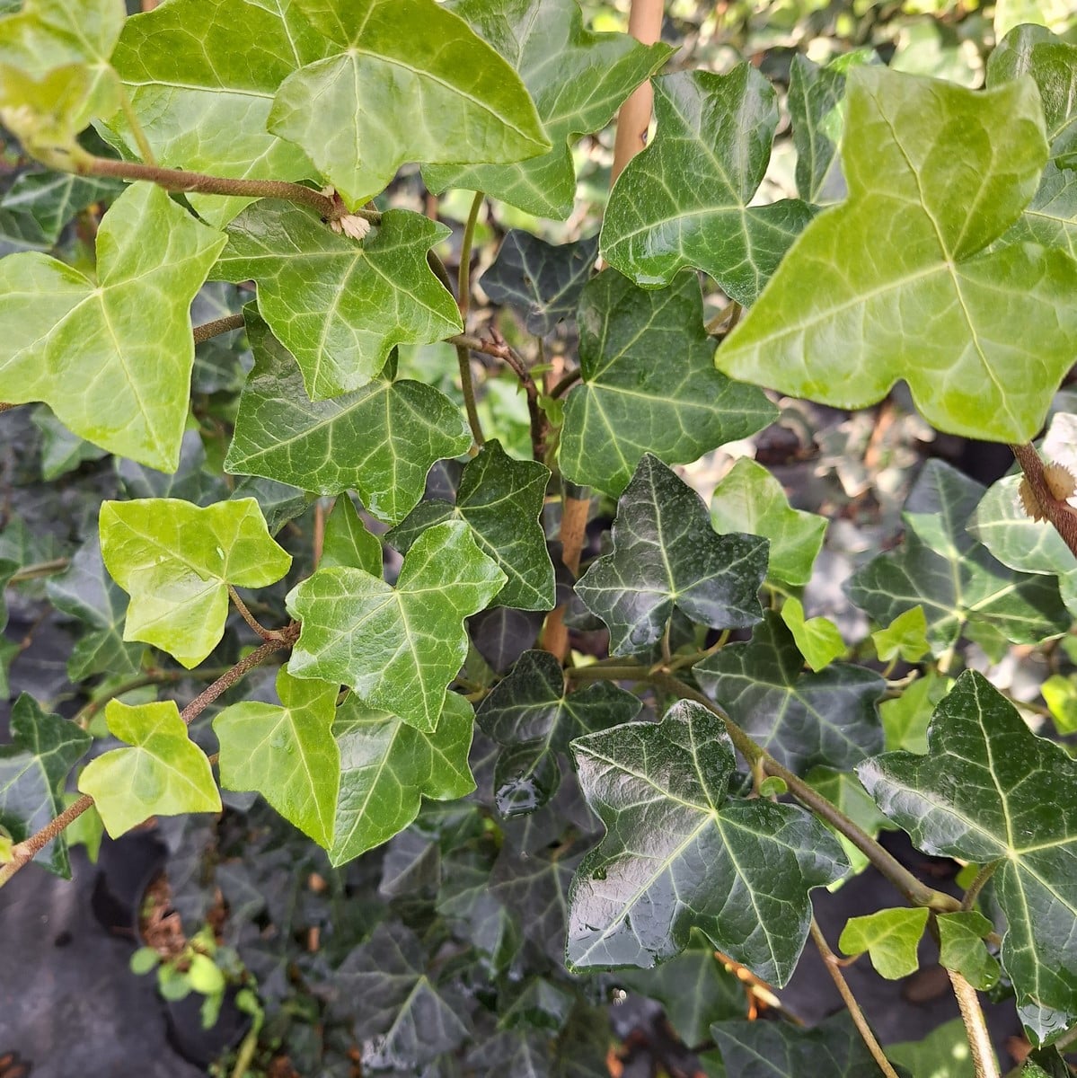 HEDERA HIBERNICA (2)