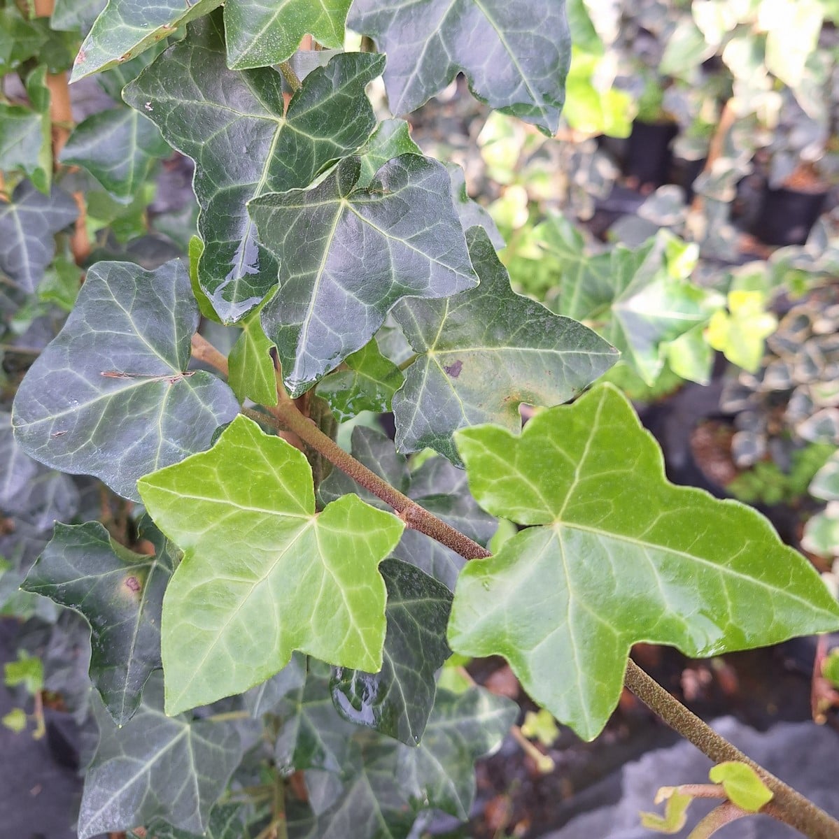 HEDERA HIBERNICA