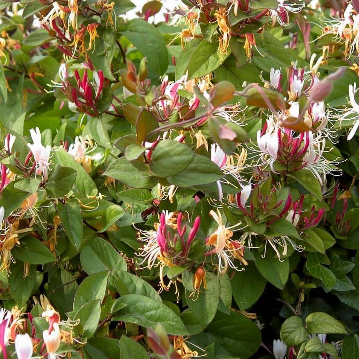 LONICERA CHINENIS - W