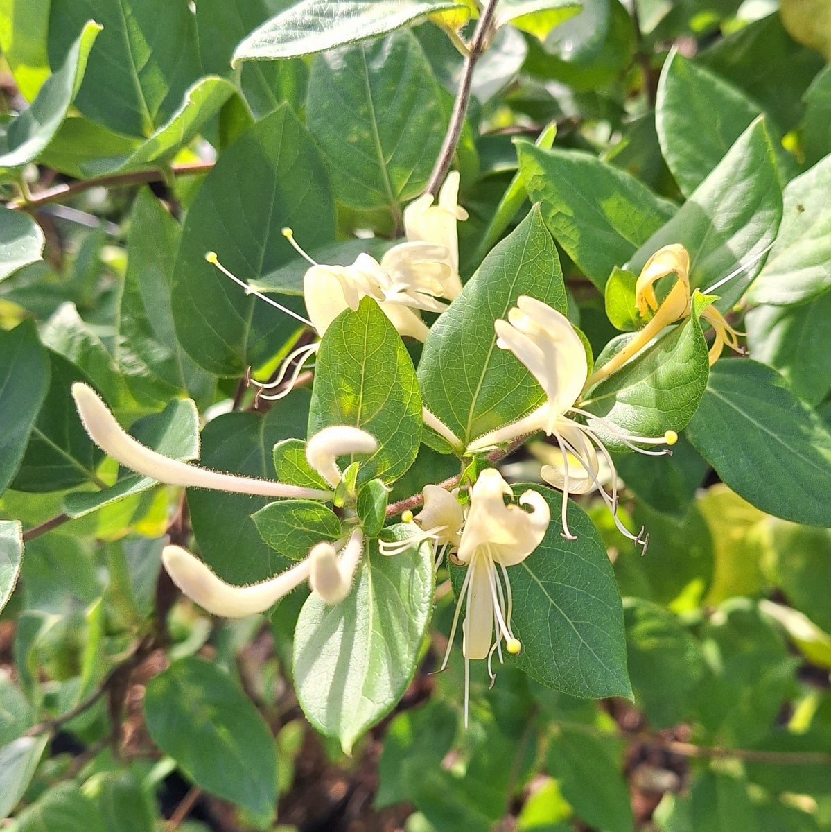 LONICERA HALLIANA