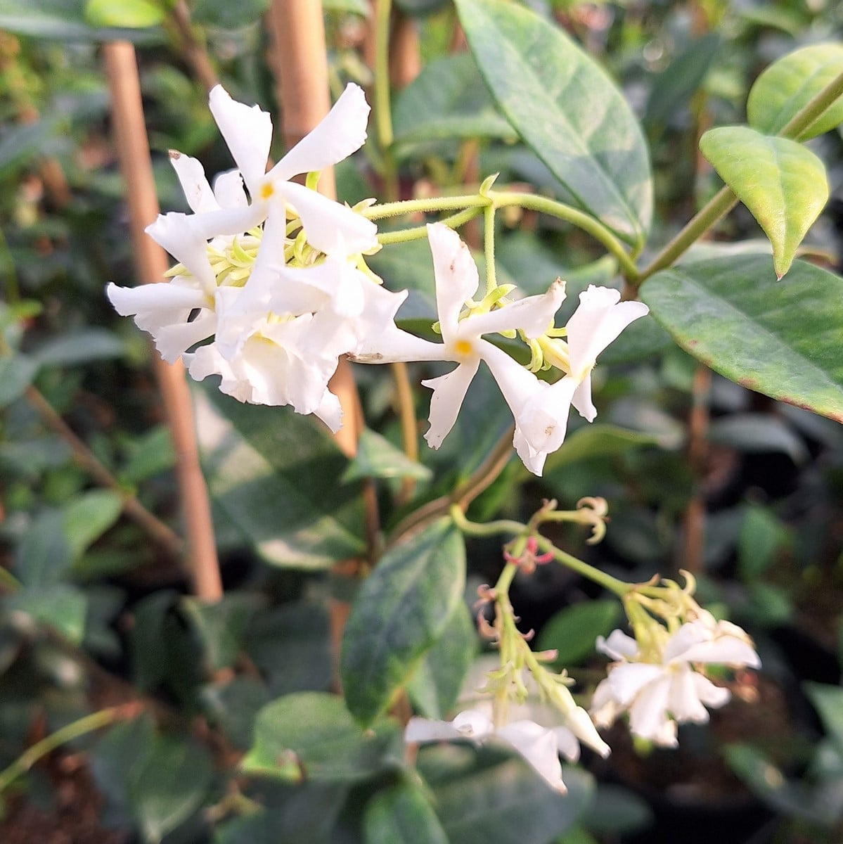 TRACHELOSPERMUM JASMINOIDES (2)