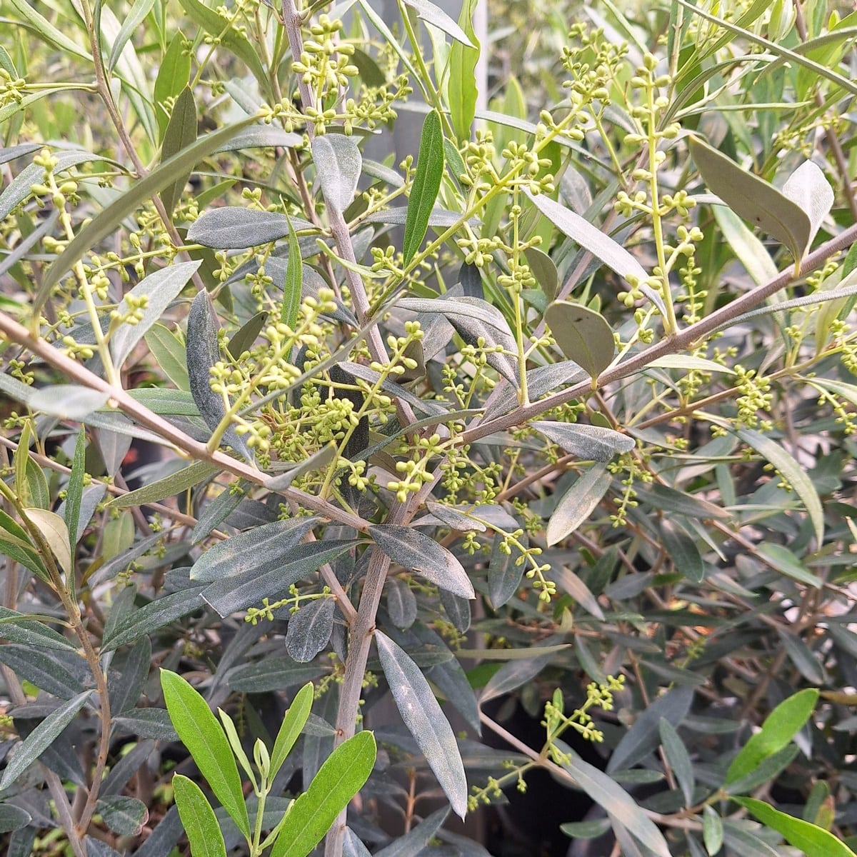 OLEA FRANGIVENTO (3)
