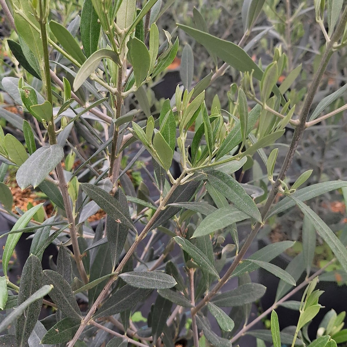 OLEA FRANGIVENTO