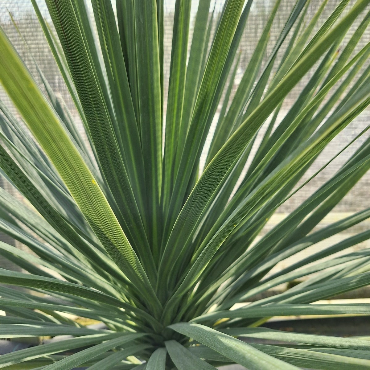 CORDYLINE AUSTRALIS (6)-min