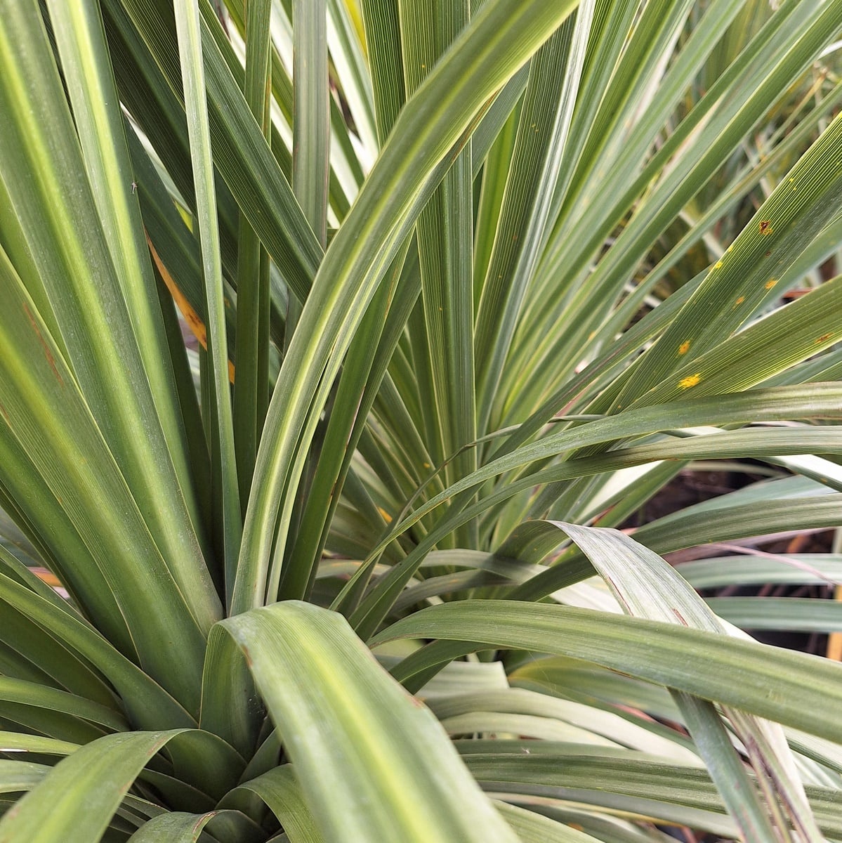 CORDYLINE AUSTRALIS (3)-min
