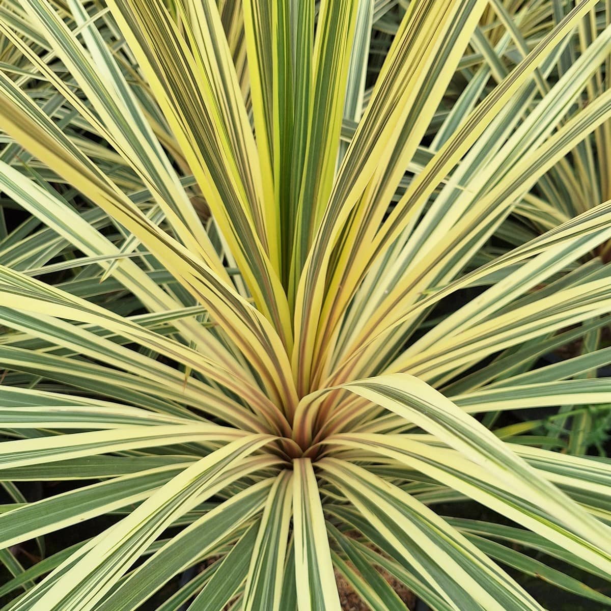 CORDYLINE TORBAY DAZZLER (2)-min