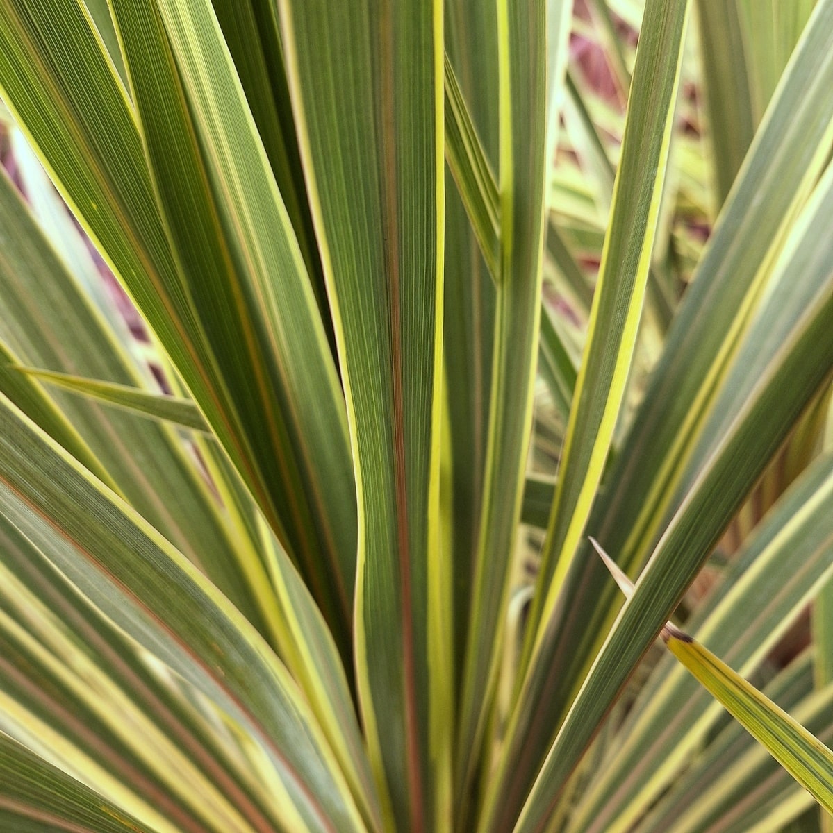 CORDYLINE TORBAY DAZZLER (4)-min