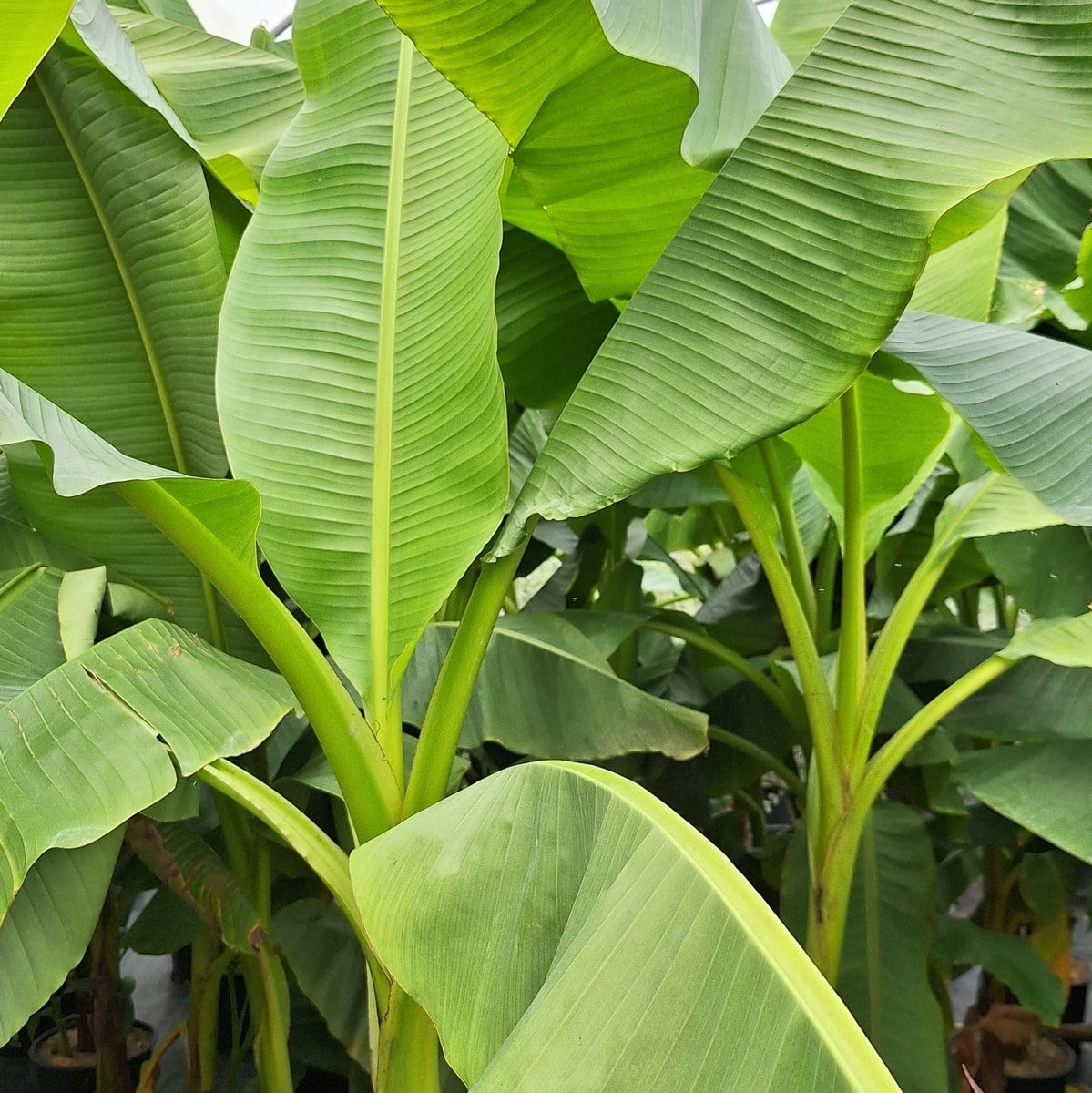 MUSA BAJOO (2)-min