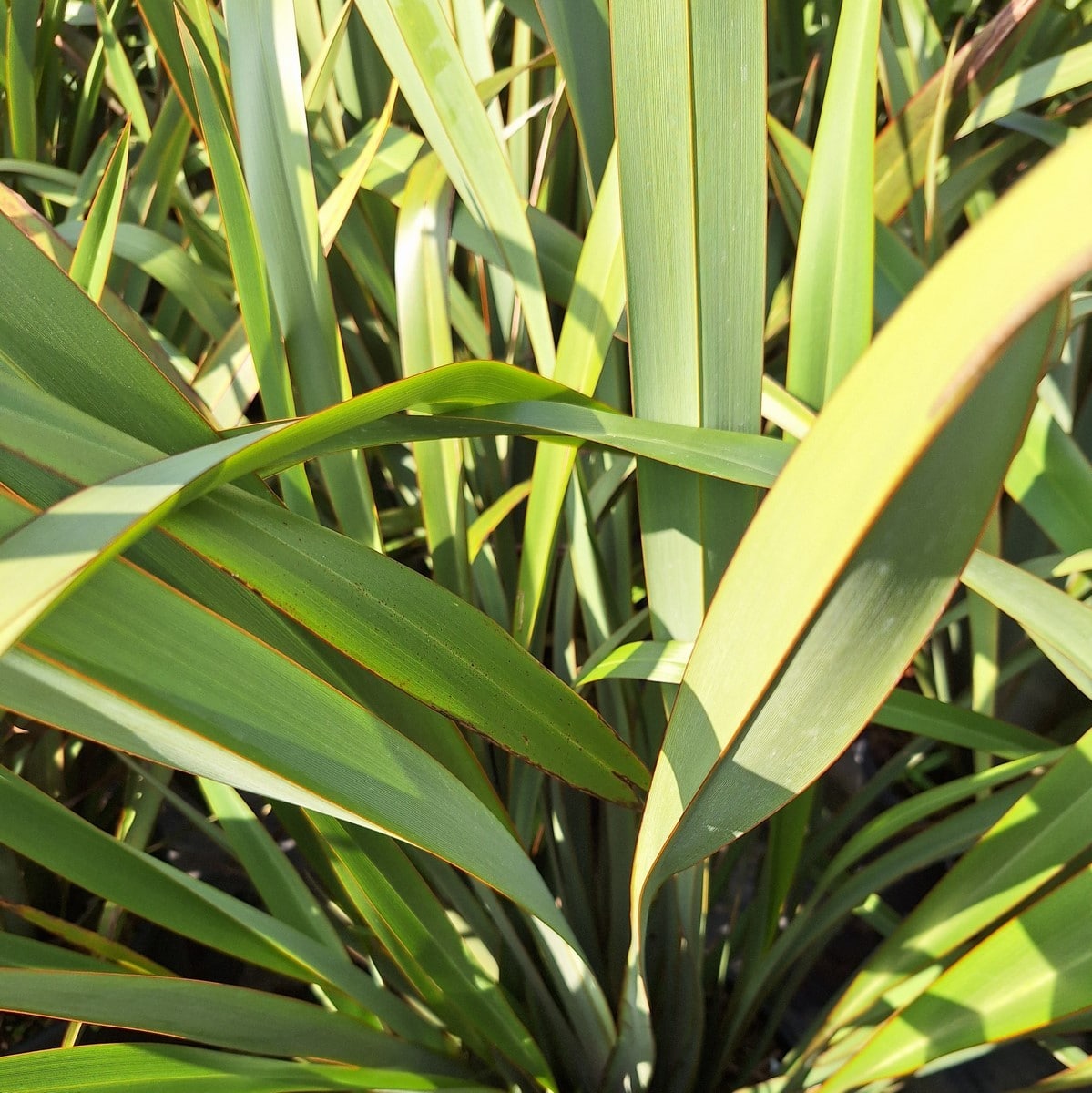 PHORMUM TENAX-min
