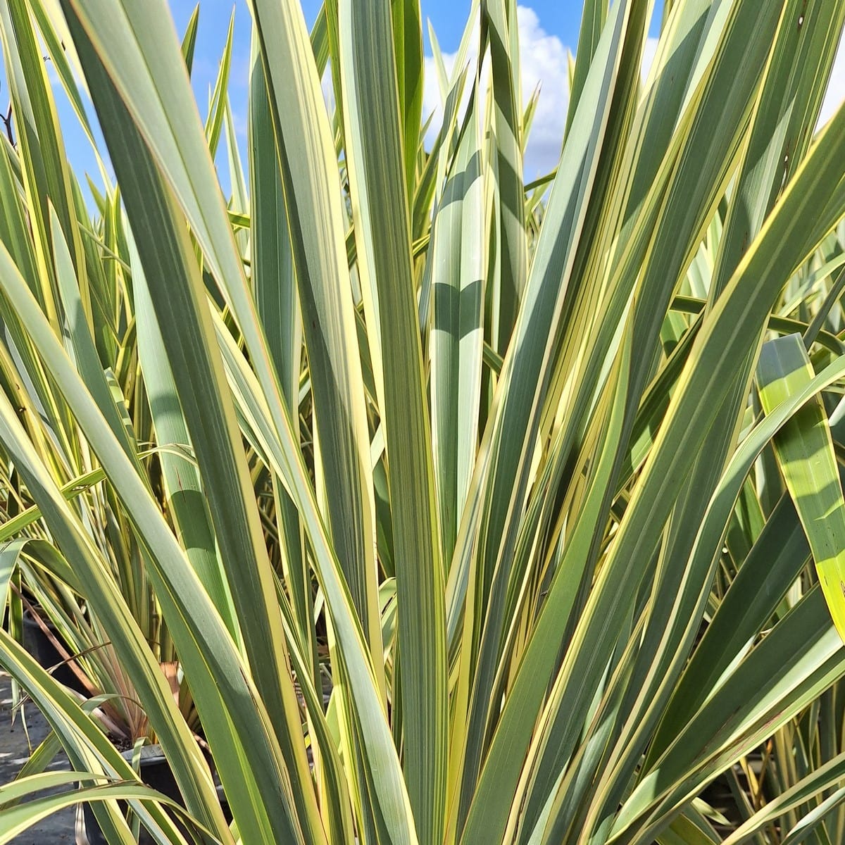 PHORMIUM VARIEGATA (2)-min
