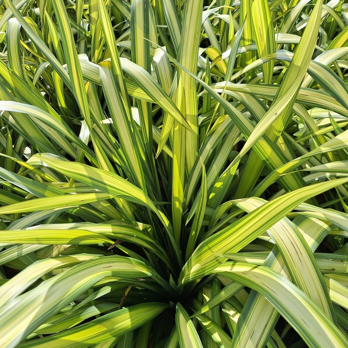 PHORMIUM YELLOW WAVE-min