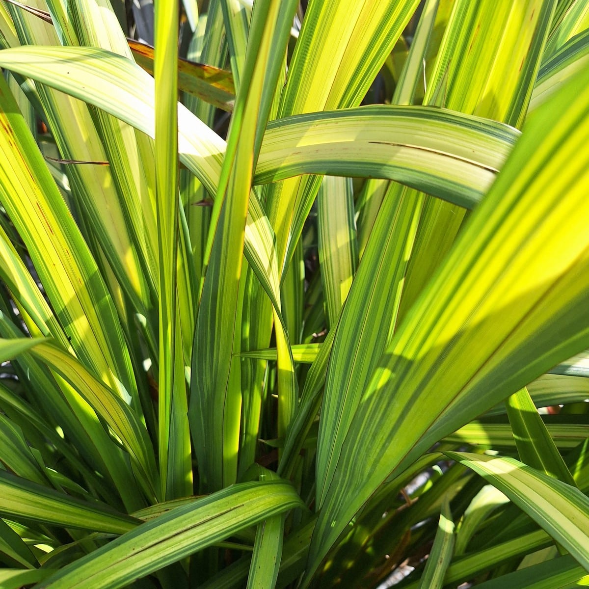 PHORMIUM YELLOW WAVE (3)-min