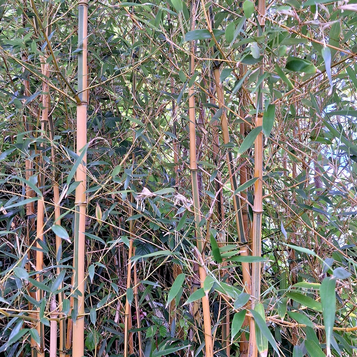 PHYLLOSTACHYS AUREOSULCATA (3)-min