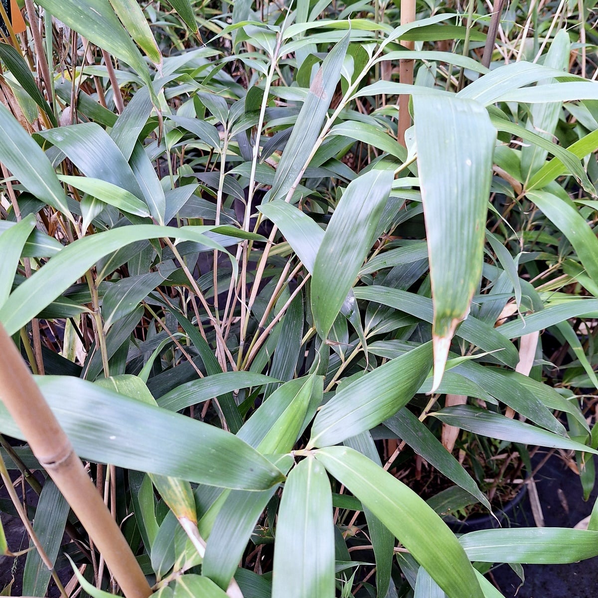 PSEUDOSASA JAPONICA (2)-min