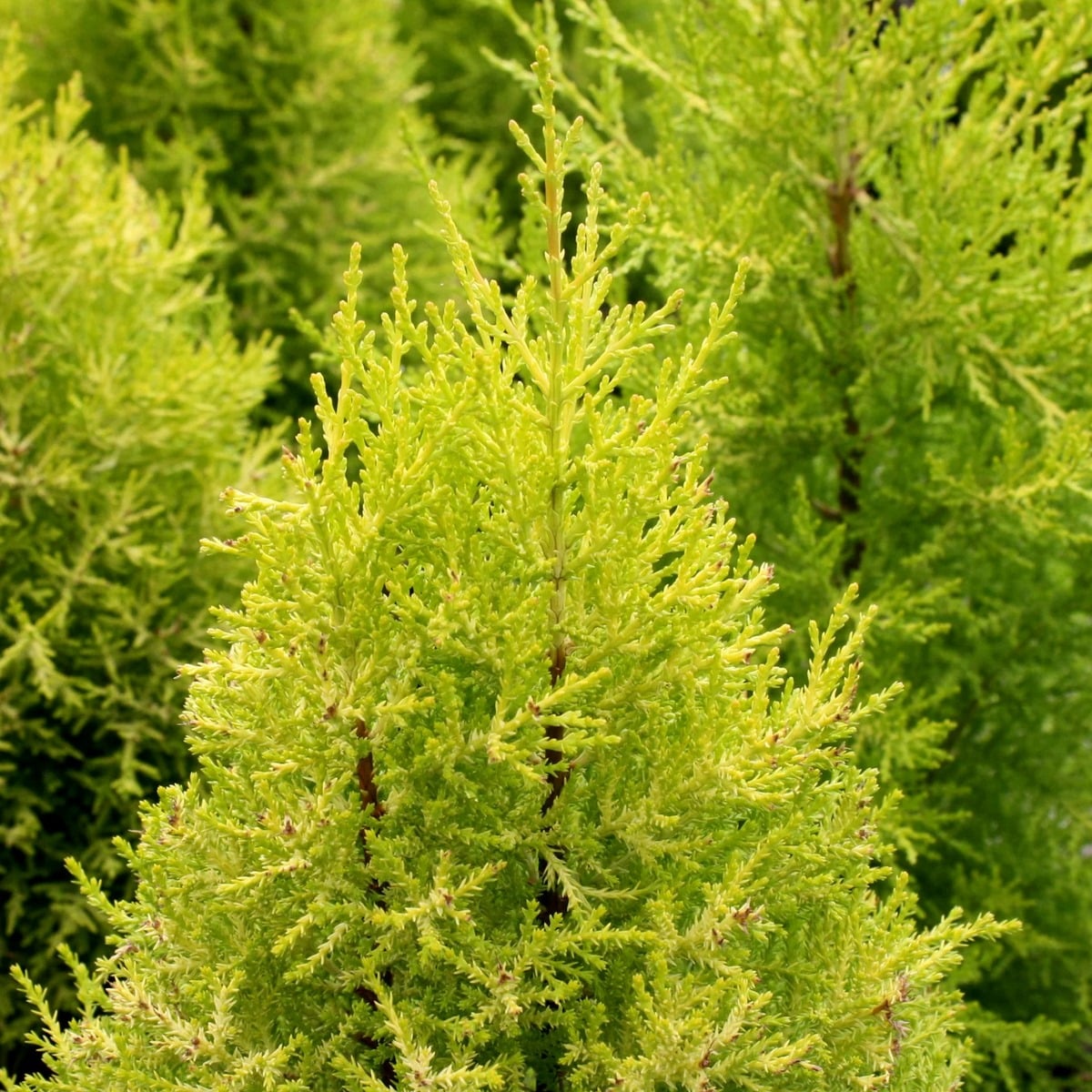 CUPRESSUS-GOLDCREST-W-min