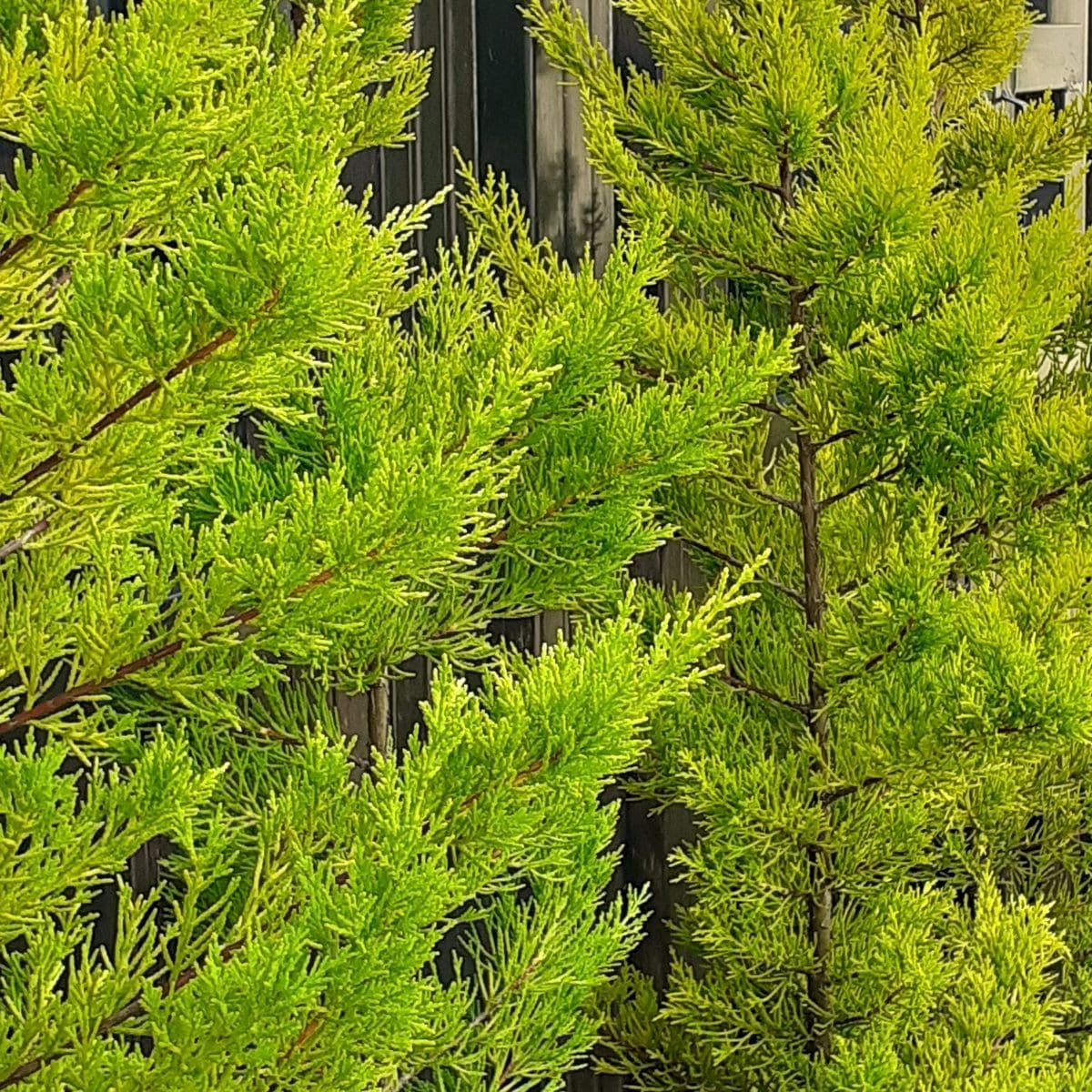 CUPRESSUS-GOLDCREST-3-W-min