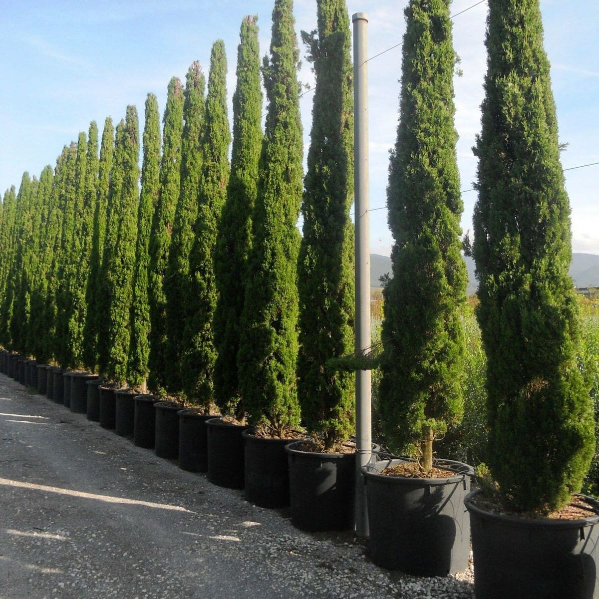 CUPRESSUS TOTEM 3 W-min