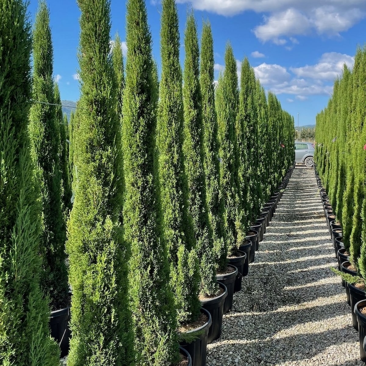CUPRESSUS TOTEM 2 W-min