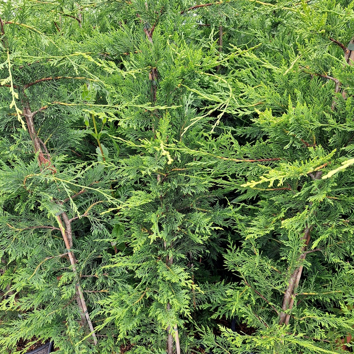 CUPRESSOCYPARIS LEYLANDII-min