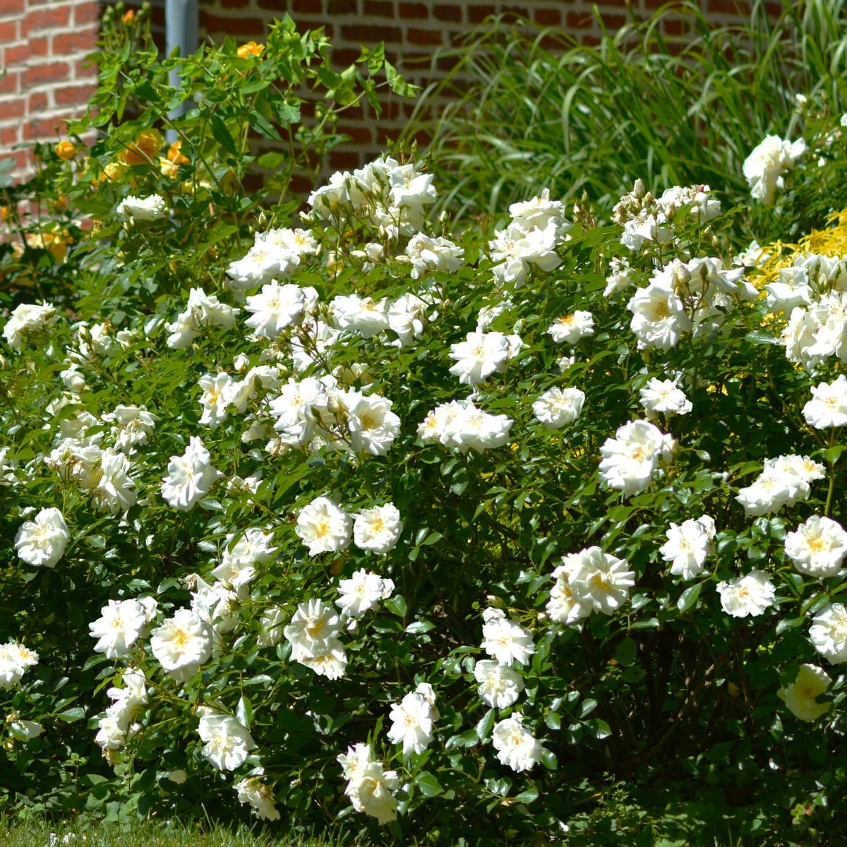 DECOROSIER OPALIA 2-min