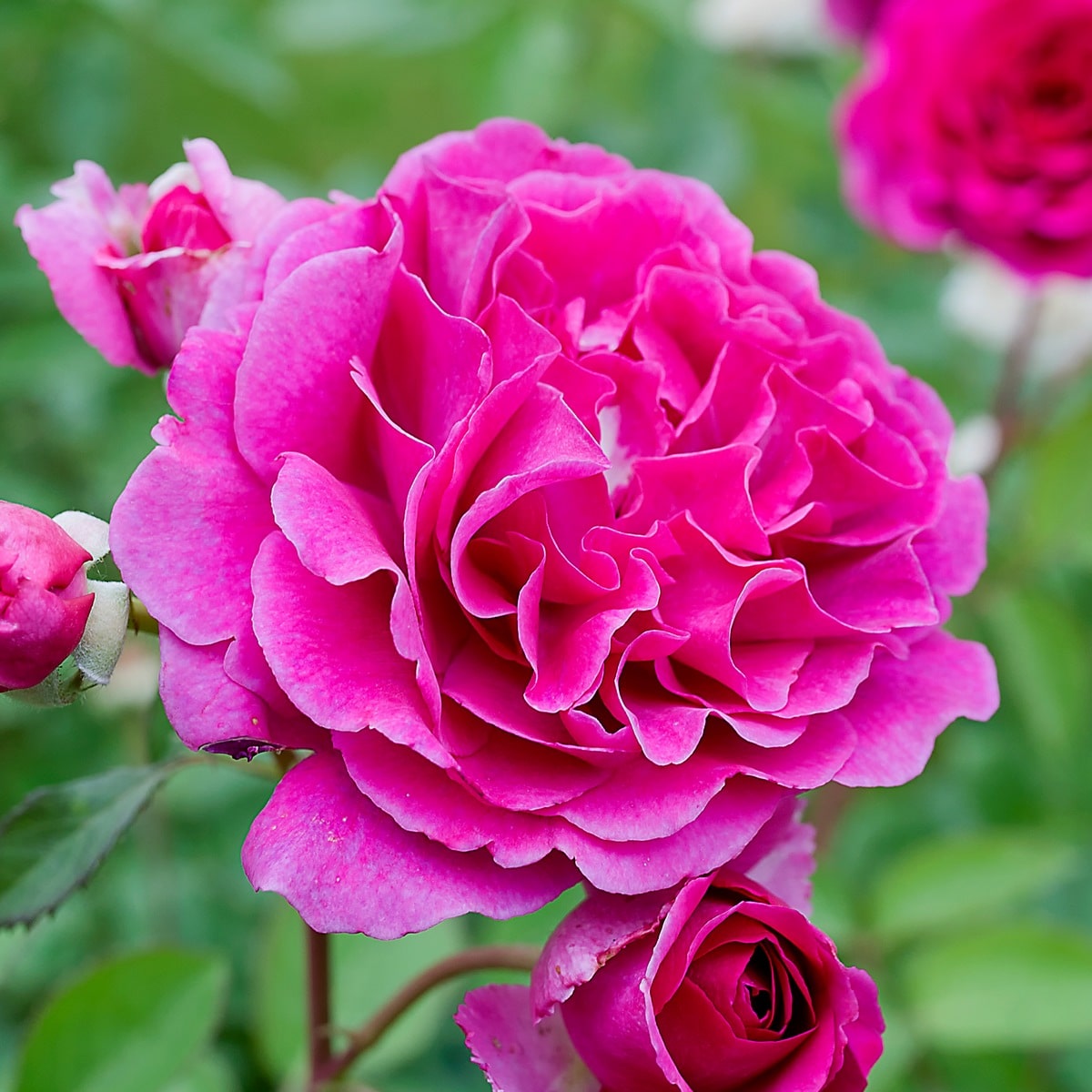 ROSIER PURPLE VOLUPTIA 2-min