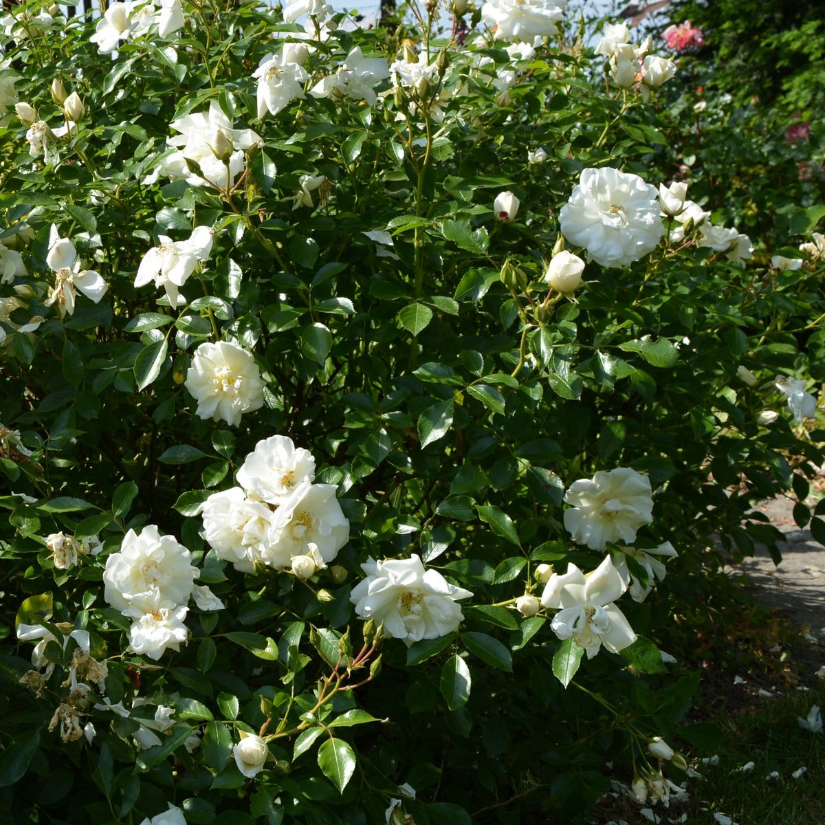 DECOROSIER OPALIA GRIMPANT-min