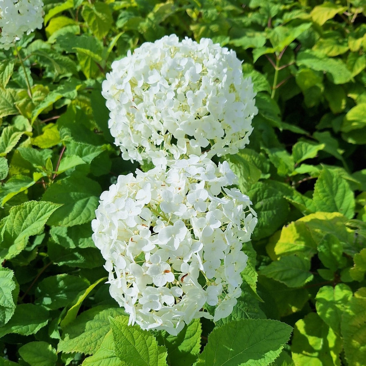 HYDRANGEA ARB ANNABELLE (3)-min