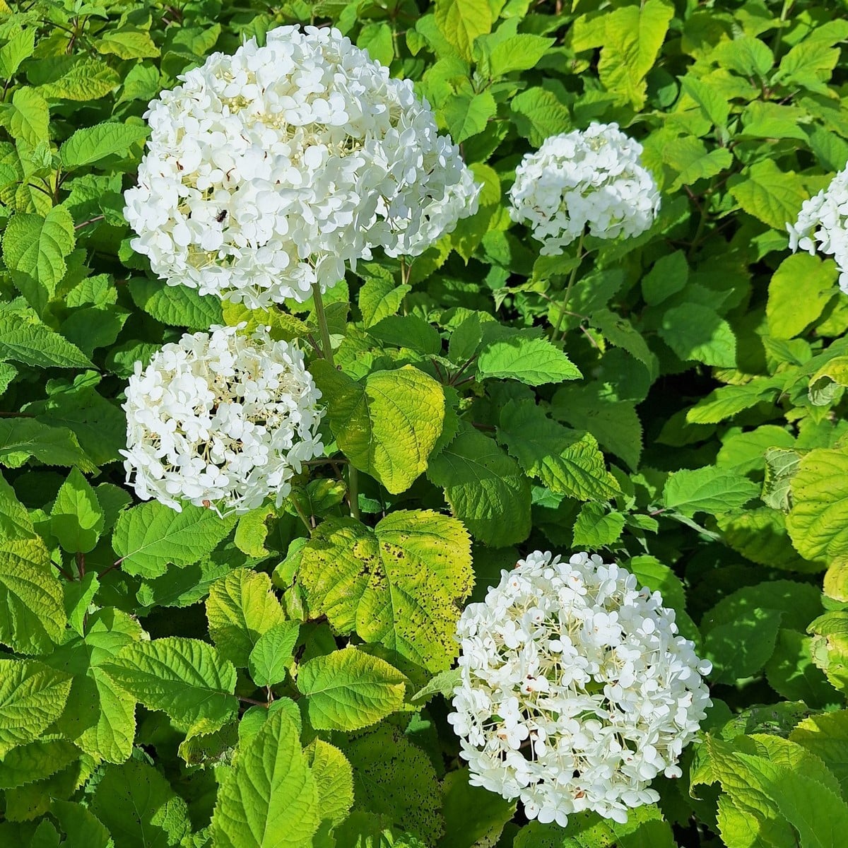 HYDRANGEA ARB ANNABELLE-min
