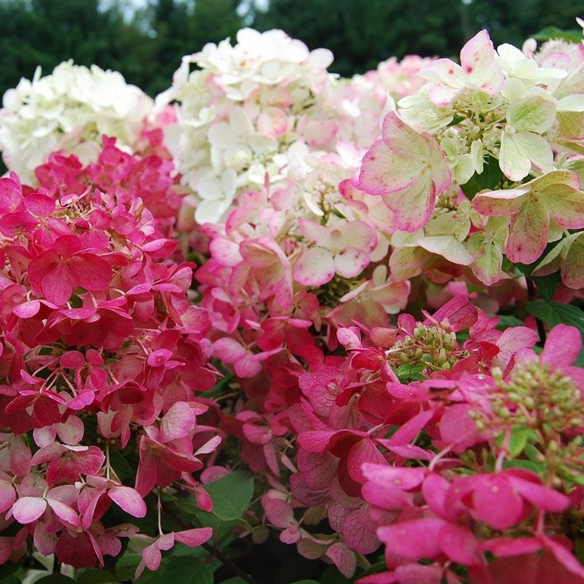 HYDRANGEA DIAMANT ROUGE 2 W-min