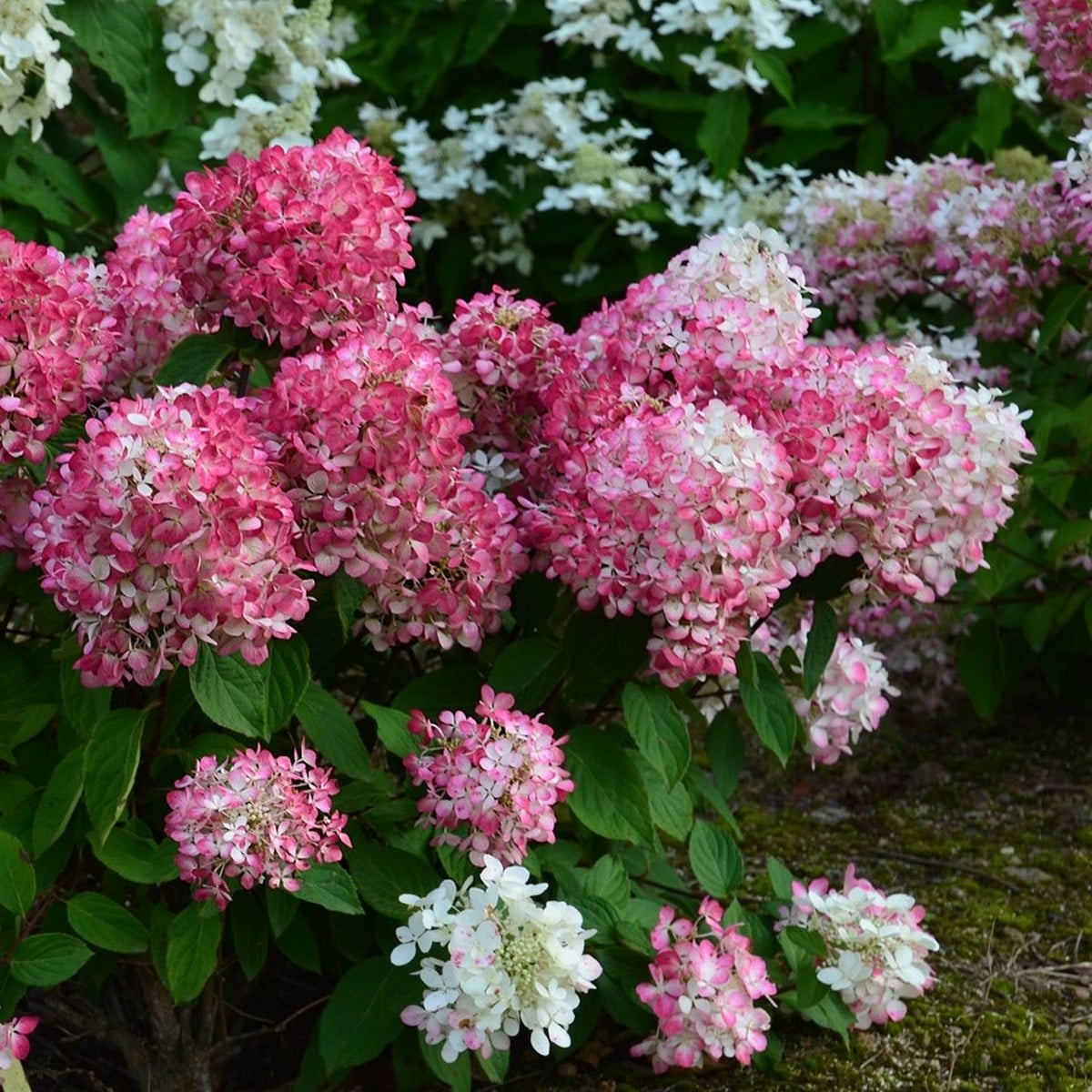 HYDRANGEA DIAMANT ROUGE W-min
