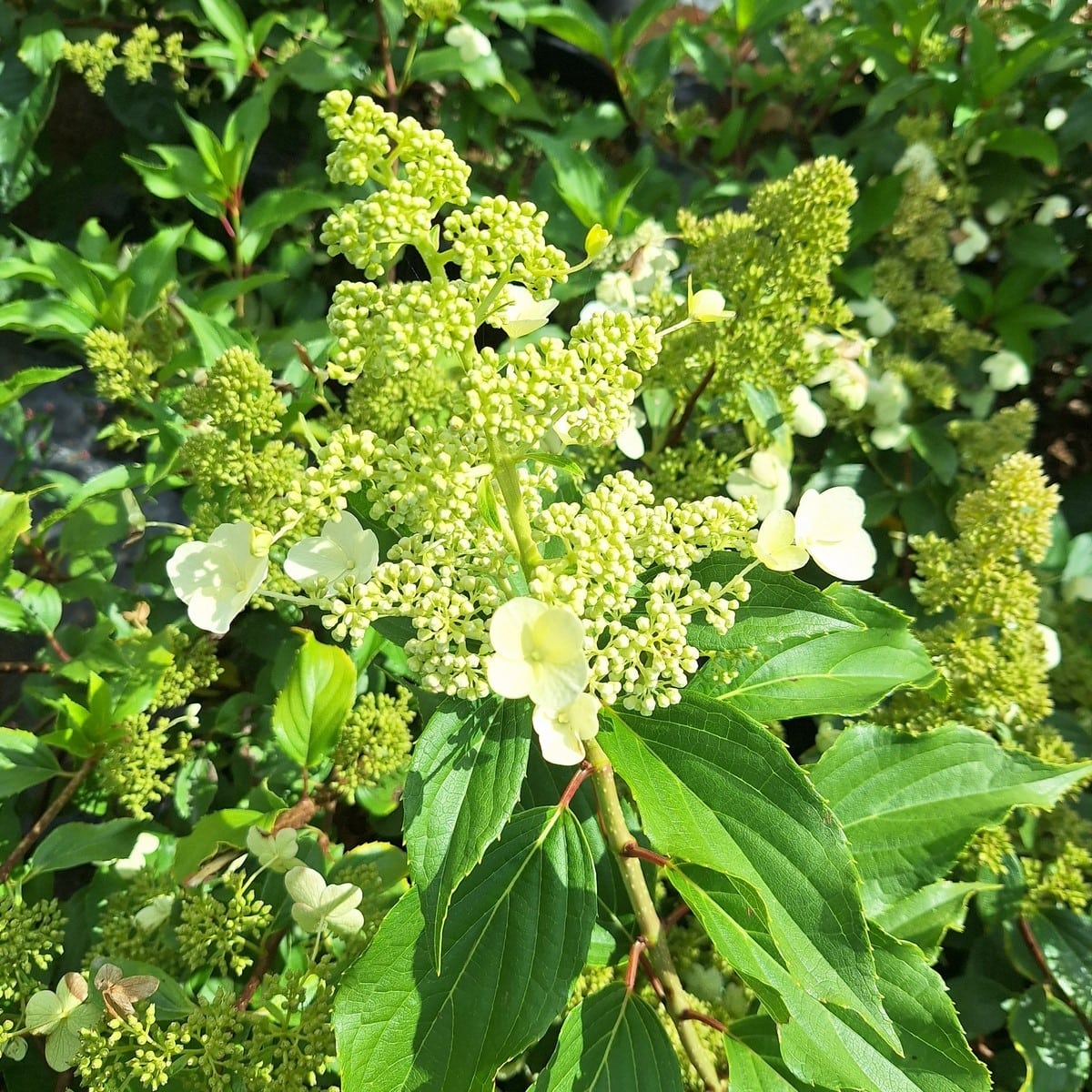 HYDRANGEA PAN KYUSHU-min