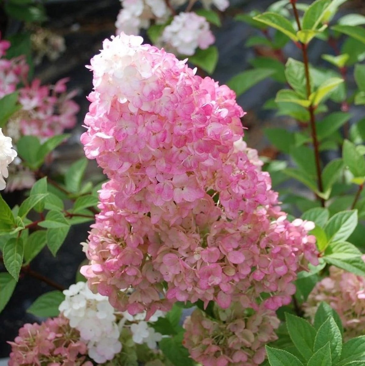 HYDRANGEA SUNDAE FRAISE W-min