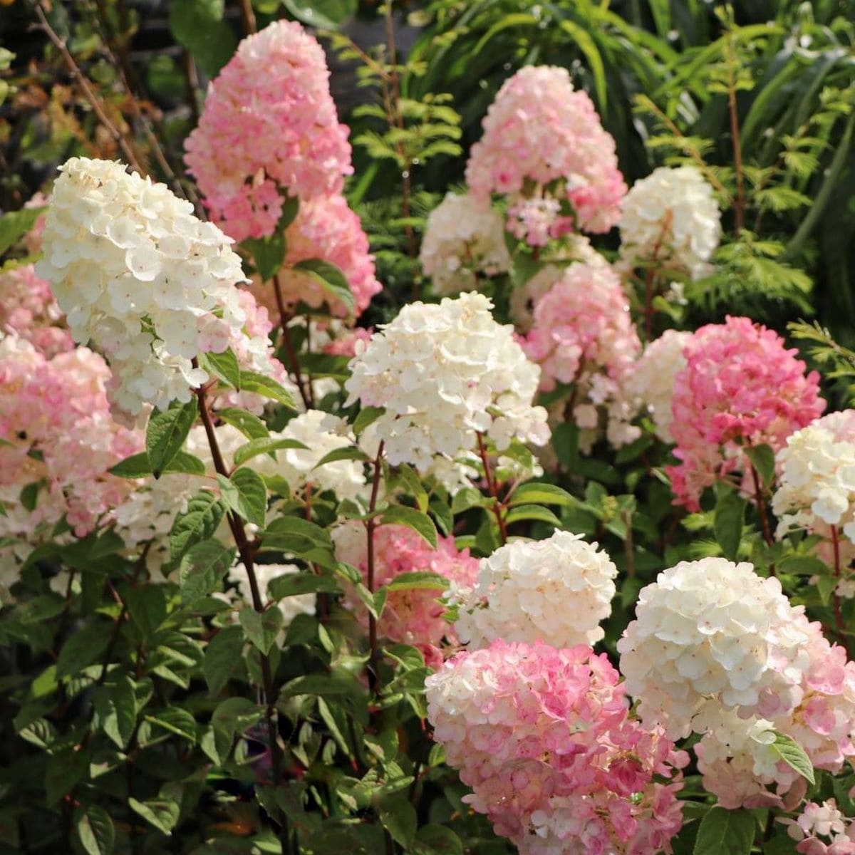 HYDRANGEA SUNDAE FRAISE W 3-min