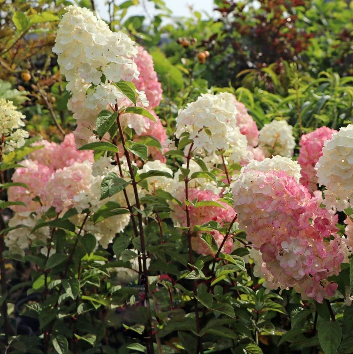 HYDRANGEA SUNDAE FRAISE W 2-min