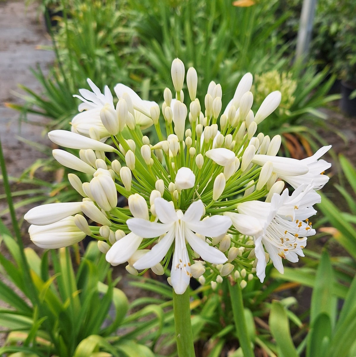 AGAPANTHUS BLANC-min