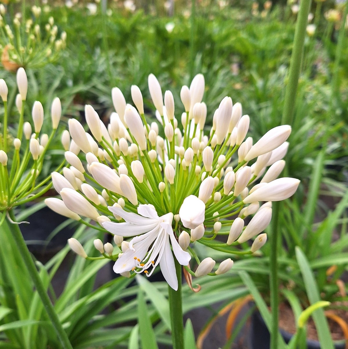 AGAPANTHUS BLANC (2)-min